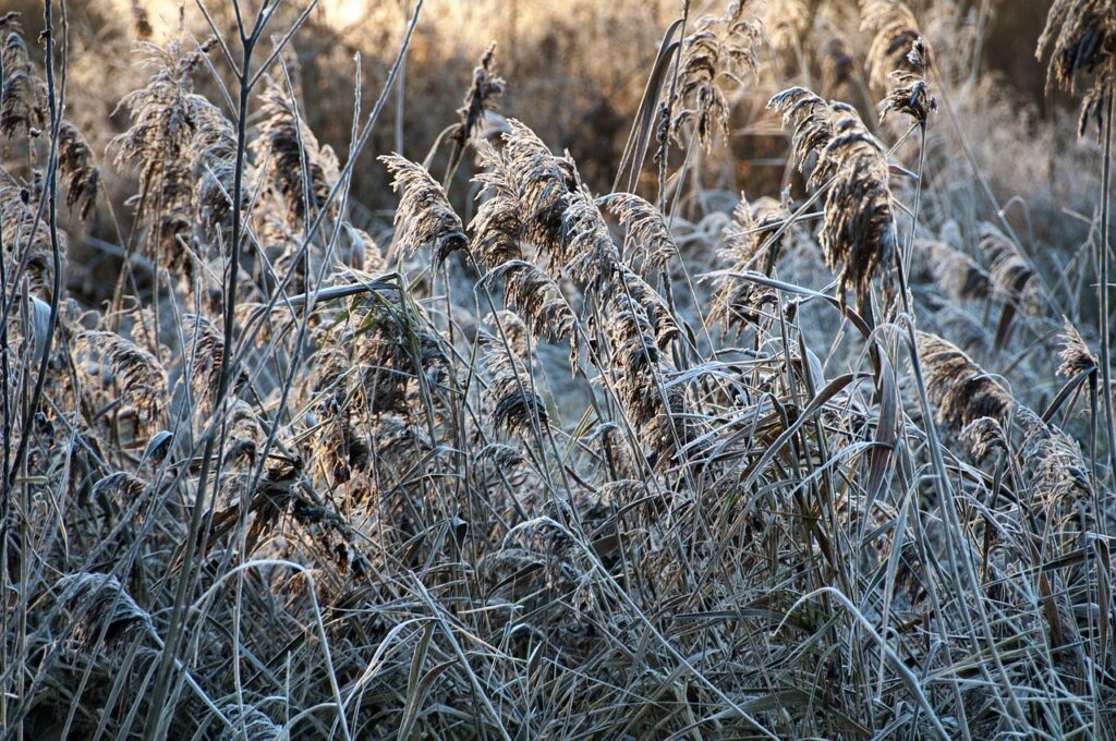 入浴中にスクラブを背中に使う方法は？