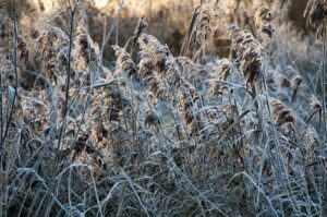 入浴中にスクラブを背中に使う方法は？