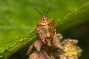 入浴中に電動ブラシを使った背中ニキビ対策は効果的？